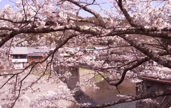 川辺に咲く満開の桜